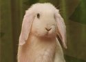 Le Lapin